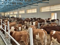 Продукция, произведенная на животноводческом комплексе в Ходжалы, также будет экспортироваться за рубеж (ФОТО)