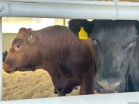 Продукция, произведенная на животноводческом комплексе в Ходжалы, также будет экспортироваться за рубеж (ФОТО)