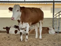 Продукция, произведенная на животноводческом комплексе в Ходжалы, также будет экспортироваться за рубеж (ФОТО)