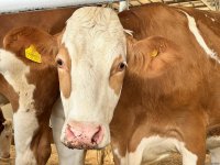 Продукция, произведенная на животноводческом комплексе в Ходжалы, также будет экспортироваться за рубеж (ФОТО)