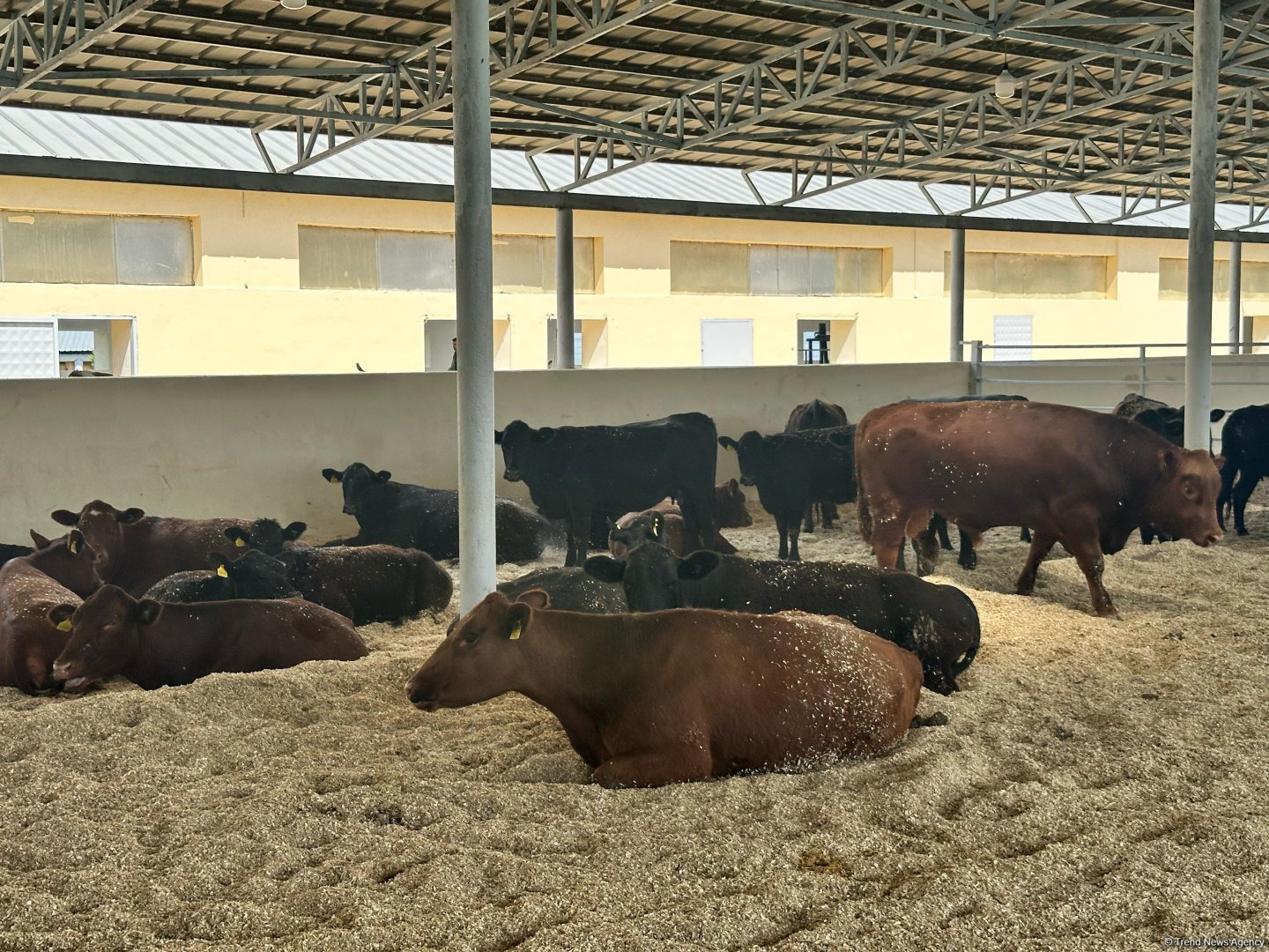 Продукция, произведенная на животноводческом комплексе в Ходжалы, также будет экспортироваться за рубеж (ФОТО)
