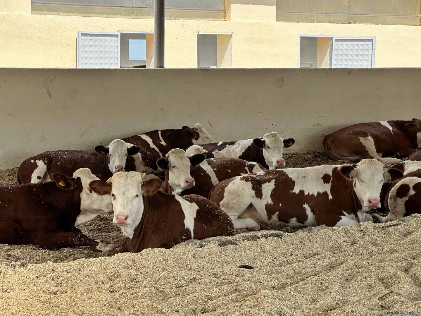 Продукция, произведенная на животноводческом комплексе в Ходжалы, также будет экспортироваться за рубеж (ФОТО)