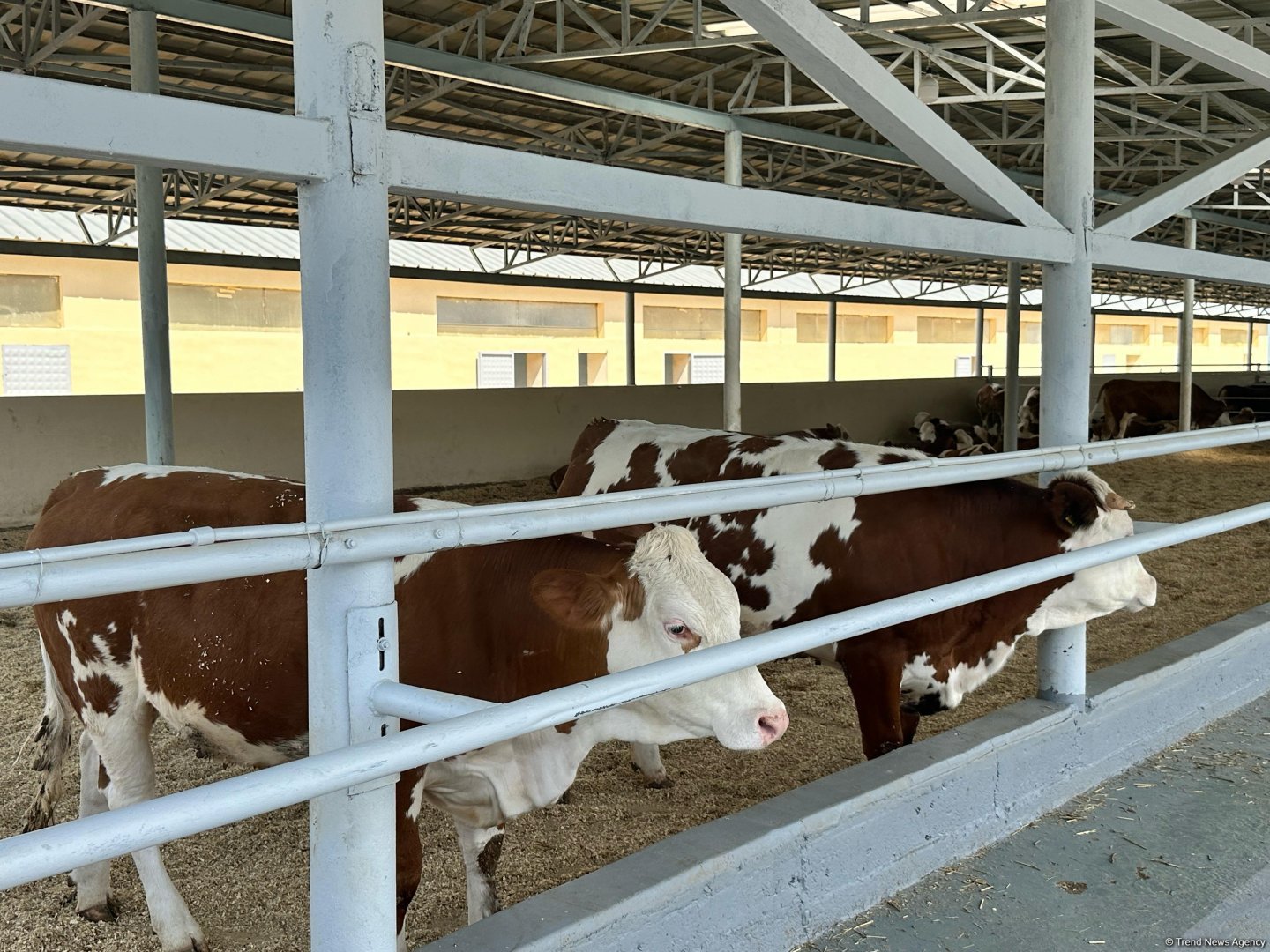 Продукция, произведенная на животноводческом комплексе в Ходжалы, также будет экспортироваться за рубеж (ФОТО)