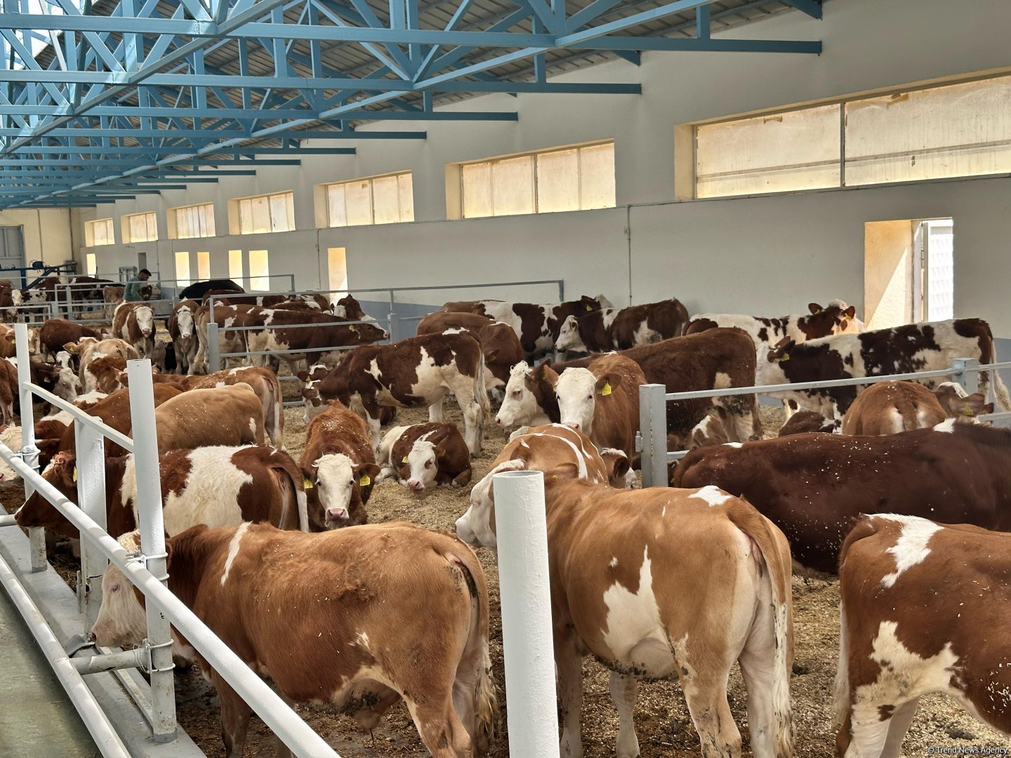 Продукция, произведенная на животноводческом комплексе в Ходжалы, также будет экспортироваться за рубеж (ФОТО)
