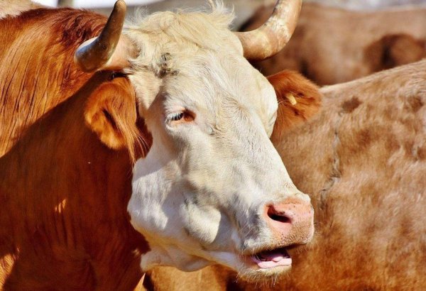 Kazakhstan imposes temporary ban on exports of steers of cattle steers