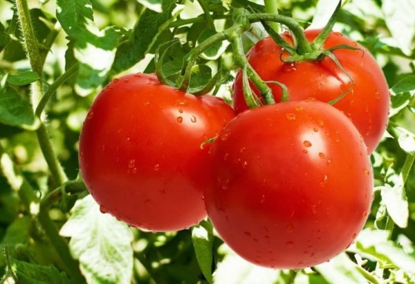 Uzbekistan reports significant drop in tomato exports in 1Q2025