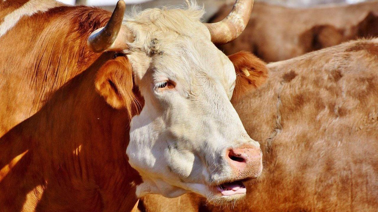 Kazakhstan imposes temporary ban on exports of steers of cattle steers