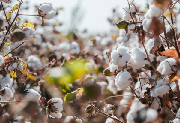 Azerbaijan's cotton export revenue drops in 6M2025