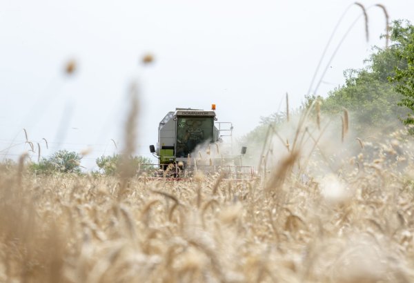 Kazakhstan sees sharp rise in barley exports in 2024-25 season