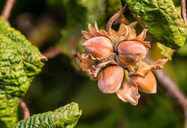 Azerbaijan's hazelnut export revenues multiply in 1H2025