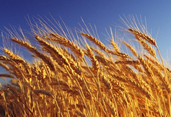 Kazakhstan Railways documents uptick in grain transportation