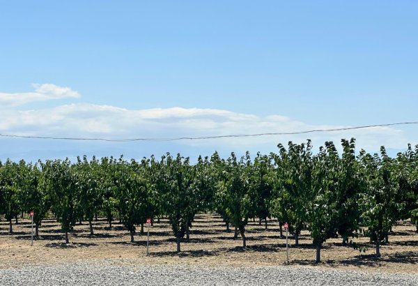 Azerbaijan's Yevlakh Pilot Agropark attracts flow of investments in latest figures (PHOTO)
