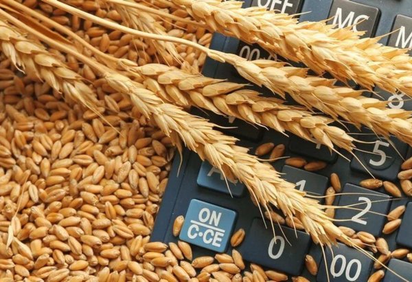 Grain and vegetable harvests growth underway in Kyrgyzstan