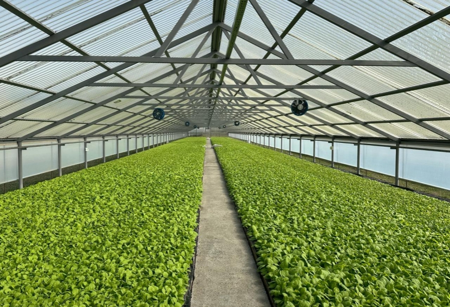 Azerbaijan reports modest decrease in greenhouse units in 2025