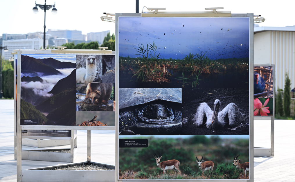 Heydar Aliyev Foundation VP Leyla Aliyeva attends opening of photo exhibition dedicated to 100th anniversary of environmental protection in Azerbaijan (PHOTO)