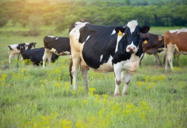 Azerbaijan set to organize animal markets as stock exchanges