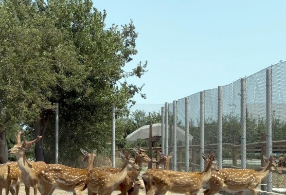 Efforts continue to rescue illegally held wild animals in Azerbaijan (PHOTO)