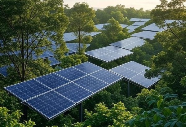 Azerbaijan's bioenergy capacity remains stable over past decade - IRENA