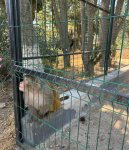 Efforts continue to rescue illegally held wild animals in Azerbaijan (PHOTO)