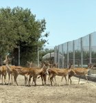 Efforts continue to rescue illegally held wild animals in Azerbaijan (PHOTO)
