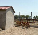 Efforts continue to rescue illegally held wild animals in Azerbaijan (PHOTO)