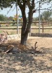 Efforts continue to rescue illegally held wild animals in Azerbaijan (PHOTO)