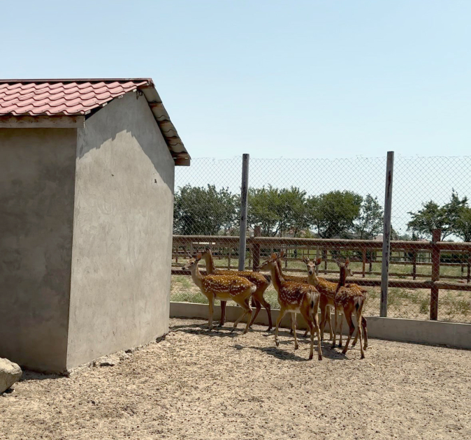 Efforts continue to rescue illegally held wild animals in Azerbaijan (PHOTO)