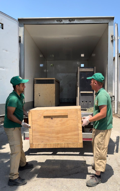 Efforts continue to rescue illegally held wild animals in Azerbaijan (PHOTO)