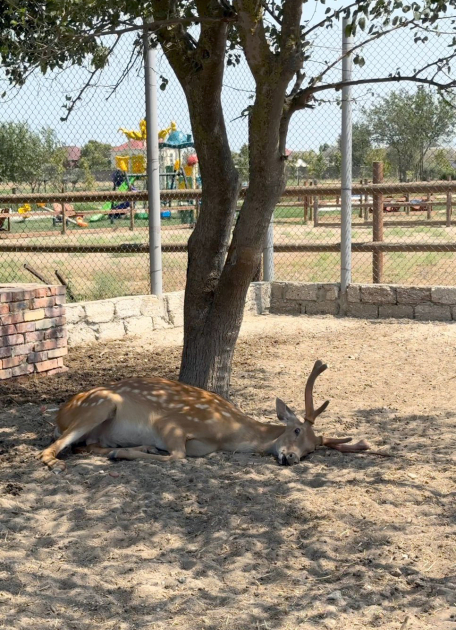 Efforts continue to rescue illegally held wild animals in Azerbaijan (PHOTO)