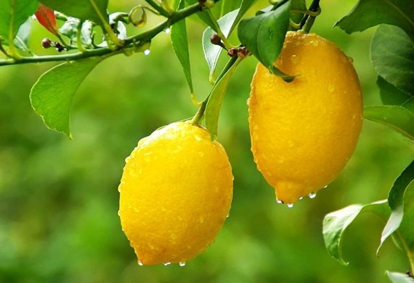 Uzbekistan’s lemon trade accelerates in strategic export destinations