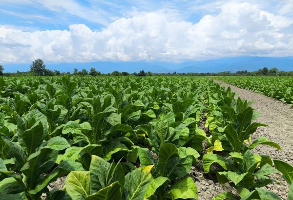 Azerbaijan's agricultural sector gains traction in 5M2026