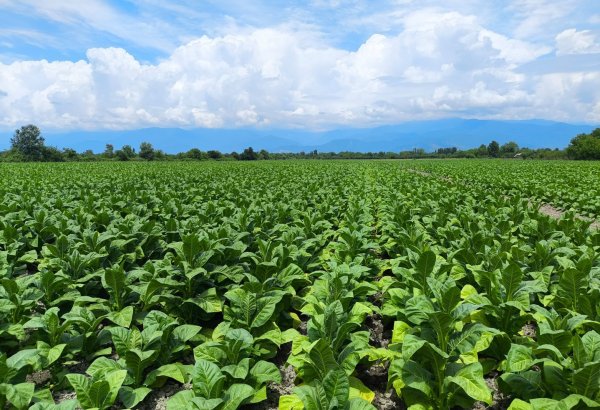 Azerbaijan's Nakhchivan sees growth in its agricultural sector