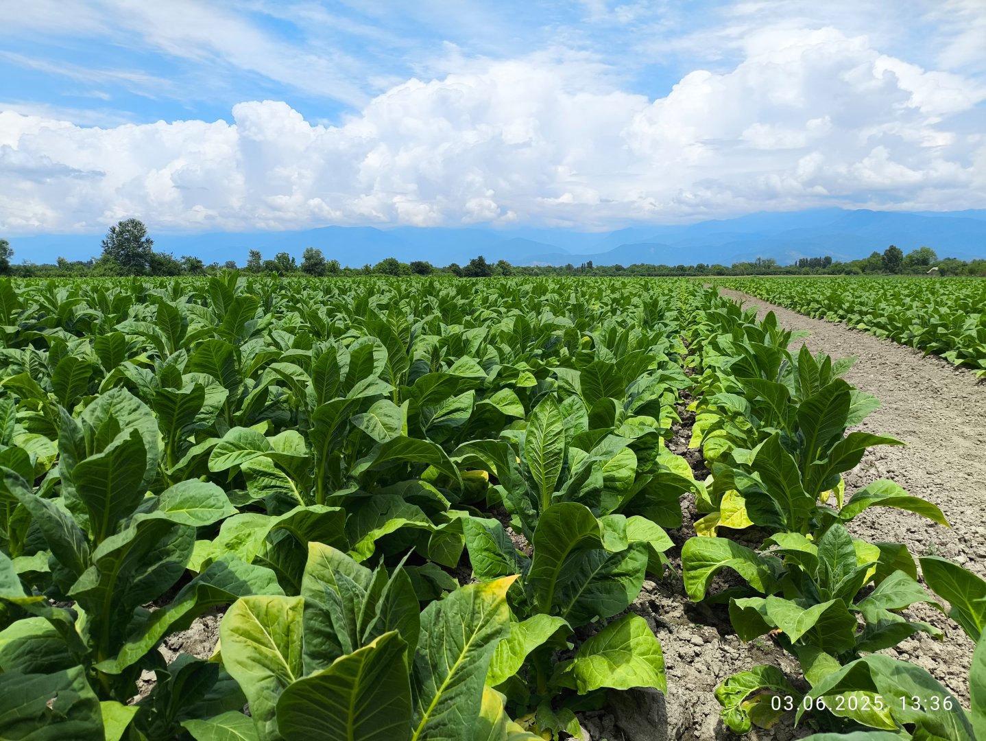 Azerbaijan's agricultural sector gains traction in 5M2026