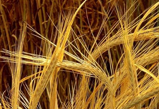 Kazakhstan doubles barley exports in 2024–2025 marketing year