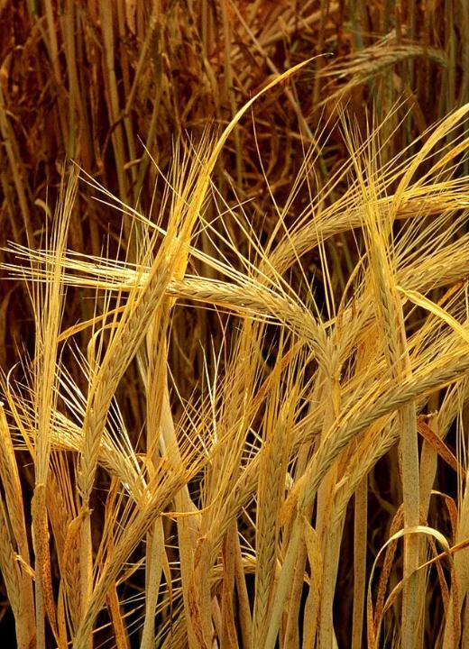 Kazakhstan doubles barley exports in 2024–2025 marketing year