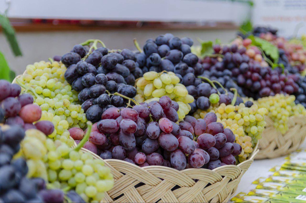 Uzbekistan reports significant growth in grape production across all farm types