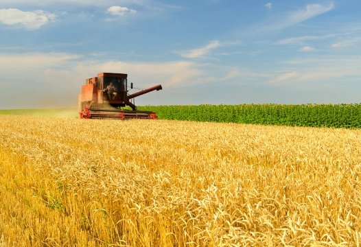 Azerbaijan tallies grain harvest details