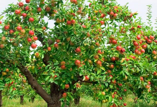 Azerbaijan boosts pomegranate exports to int'l markets