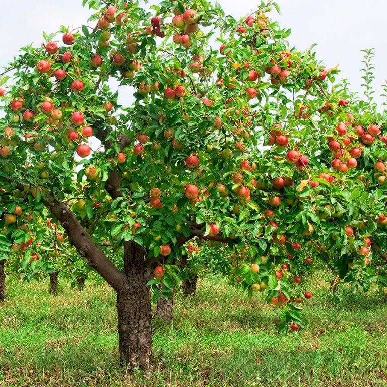 Azerbaijan boosts pomegranate exports to int'l markets