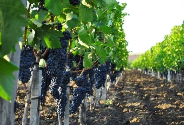 Uzbekistan reveals growth in grape production across regions