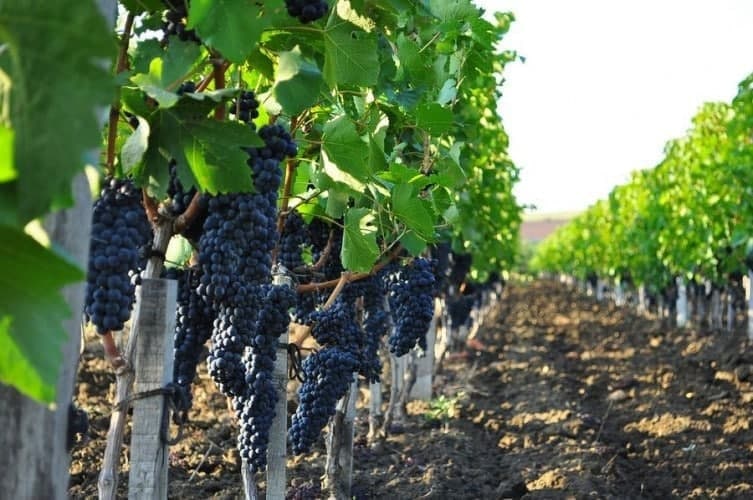 Uzbekistan reveals growth in grape production across regions
