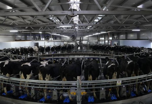 Kazakhstan diving headfirst into program aimed at boosting pedigree livestock breeding