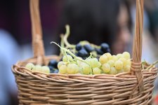 Grape and Wine Festival opens in Azerbaijan's Shamakhi (PHOTO)