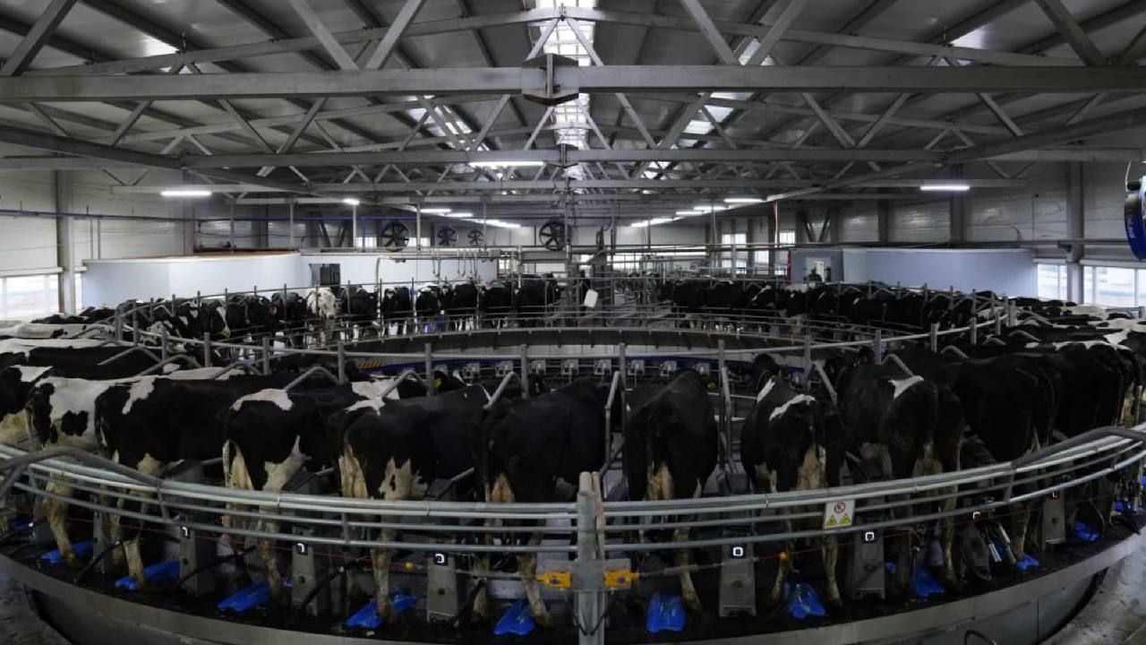 Kazakhstan diving headfirst into program aimed at boosting pedigree livestock breeding