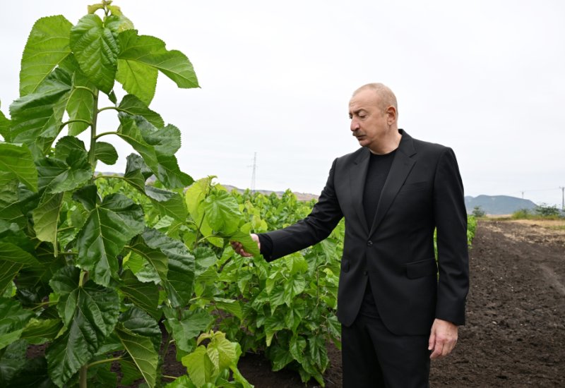 President Ilham Aliyev inspects work at mulberry orchard in Dashbulaq village of Khojaly (PHOTO)