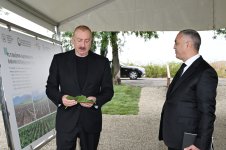 President Ilham Aliyev inspects work at mulberry orchard in Dashbulaq village of Khojaly (PHOTO)