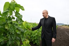 President Ilham Aliyev inspects work at mulberry orchard in Dashbulaq village of Khojaly (PHOTO)