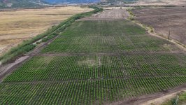 President Ilham Aliyev inspects work at mulberry orchard in Dashbulaq village of Khojaly (PHOTO)