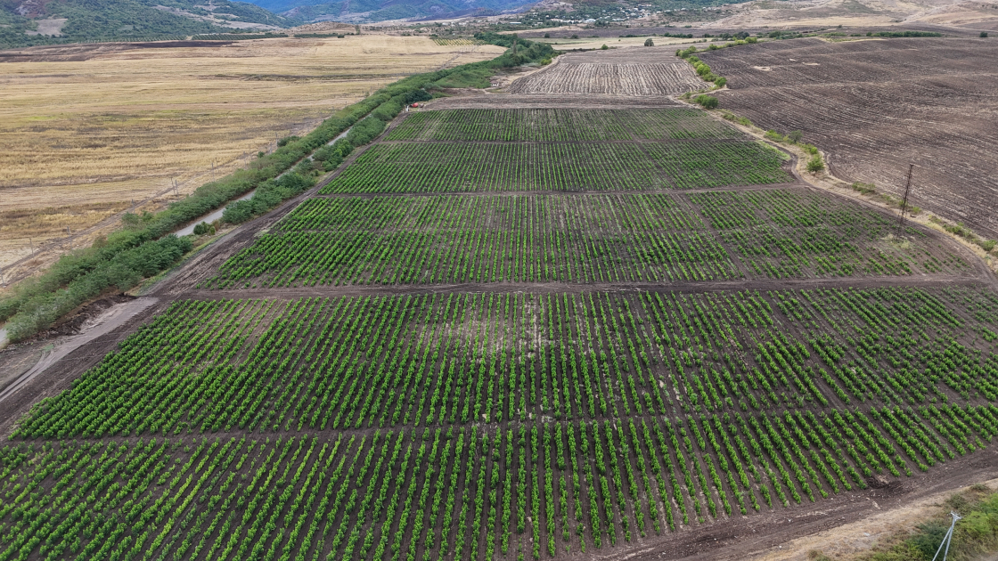 President Ilham Aliyev inspects work at mulberry orchard in Dashbulaq village of Khojaly (PHOTO)