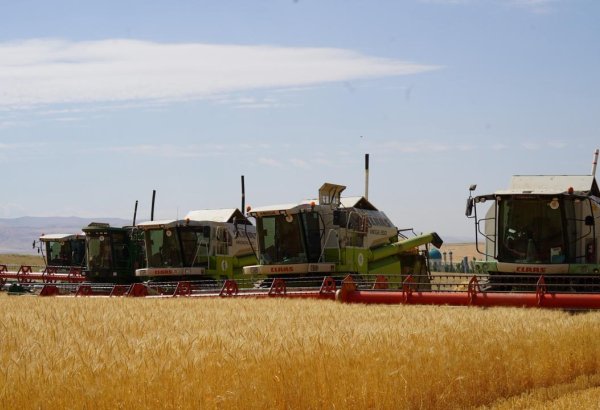 Kazakhstan's harvest campaign nearing its final stretch